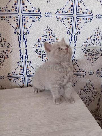 Mâle British Shorthair Lilac - 2