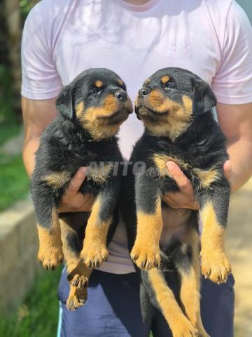 Rottweiler pedigree - 2