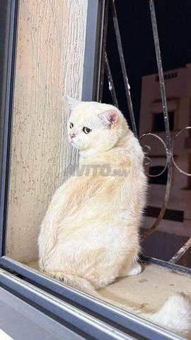 Mâle British Shorthair
