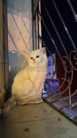 Mâle British Shorthair - 2