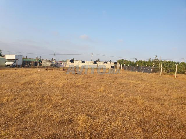 الصباح جماعة - 2