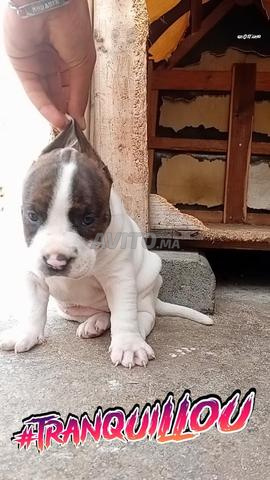 Chiot de Dog Argentin à vendre