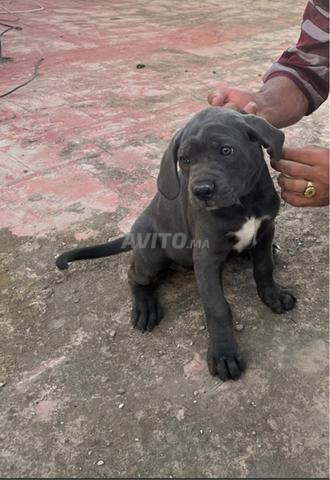 Chien Cane Corso - 2