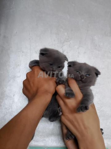Scottish Fold - 2