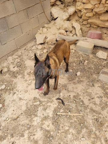 Chien Malinois pedigree 1 an - 2