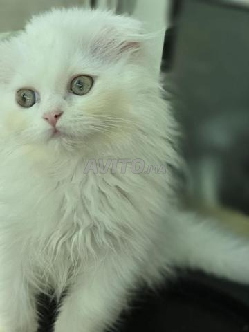 Highland fold & Scottish fold - 2