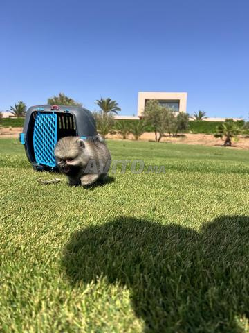 Spitz Pomeranian - 2