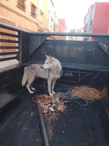 🐶 Chienne ressemblant à un Husky à vendre - 2