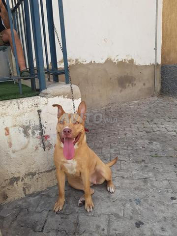 Chien Bully XXL - 2