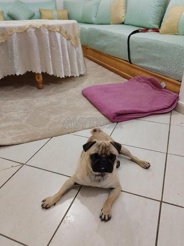 Chiot Pug 100% Race Pure à Vendre 🐾 - 2