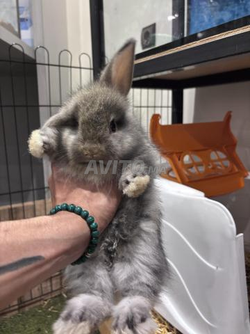 Lapin Angora Anglais Pure race - 2
