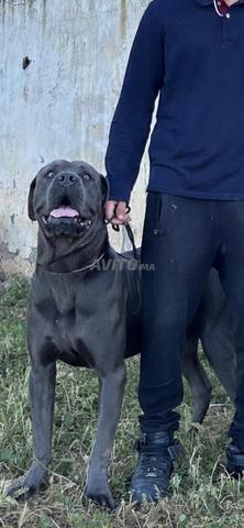 Cane Corso pour accouplement - 2