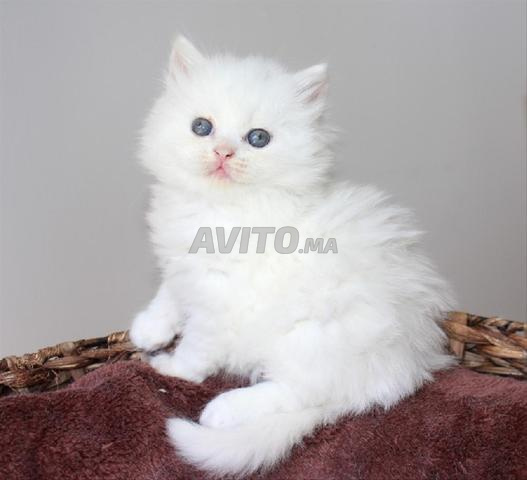 Bébé Scotch Straight blanc - 2