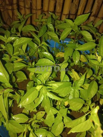 Plantes ornementales plantes aromatiques Mkhinza basilic - 2