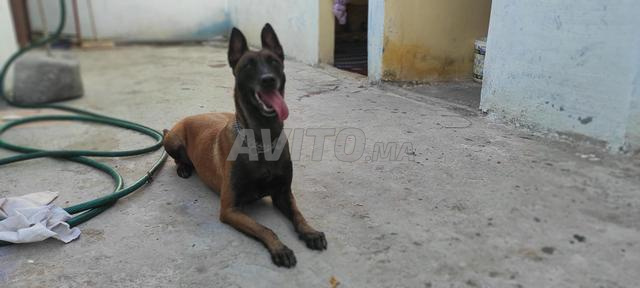 Femelle malinois - 2