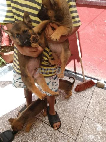 Chiots Malinois - 2