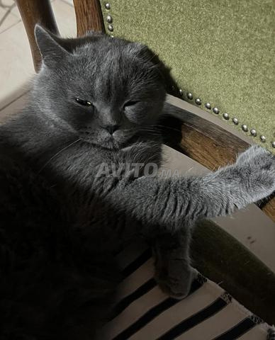 Chat British