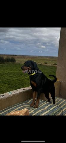 Chiots rottweiller - 2