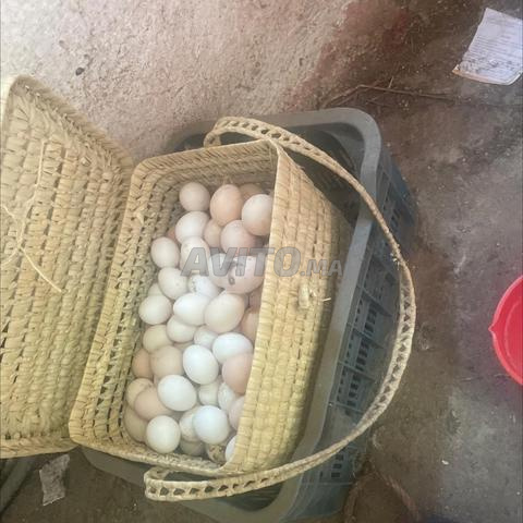 لتتا دللاتالللفلز - 2