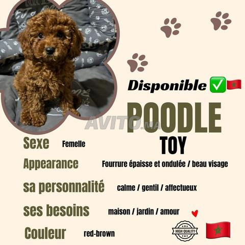 Poodle toy rouge-brun - 2