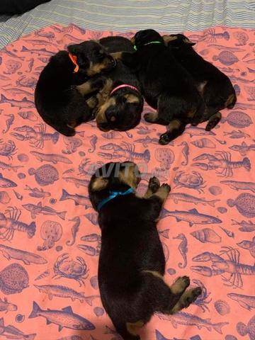 Superbes chiots rottweiler pure race pedigree