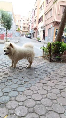 Chow chow mâle 5 mois - 2