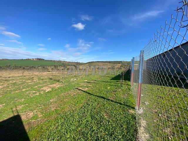 Terrain de 2.5 ha à Sidi Yahya Zaïr