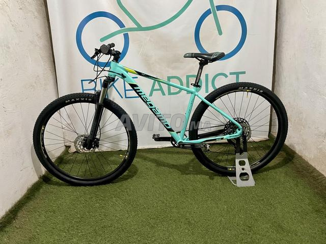MEGAMO 29 Naturel Elite Eagle 07  - 2