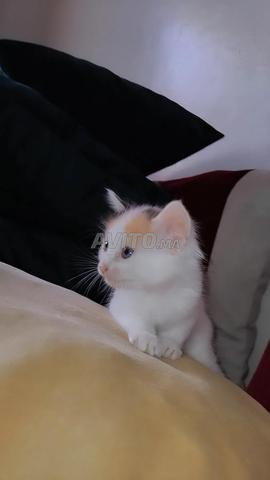 قطة لطيفة للبيع - 2