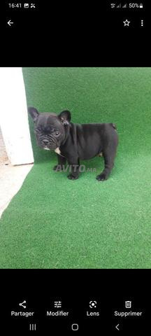 بولدوج فرنسي / French Bulldog - 2