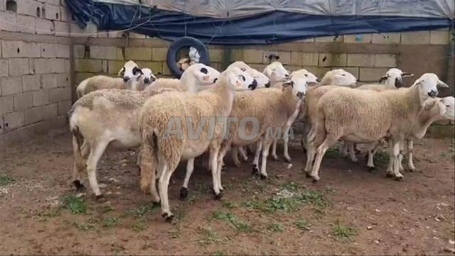 20 نعجة صردية جيدة للبيع بسعر مناسب