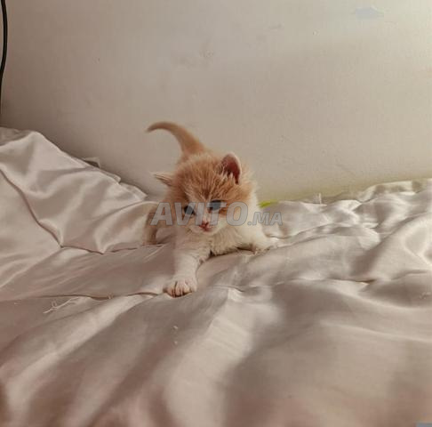 Chat de race Scottish - 2