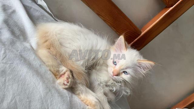 قط أنجورا تركي - 2