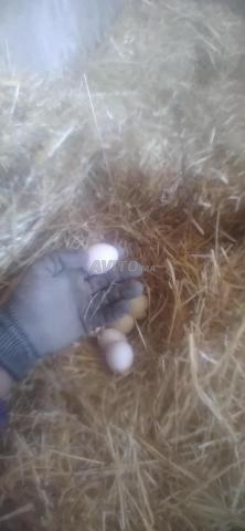 منزل جديد من دجاجة لعندك