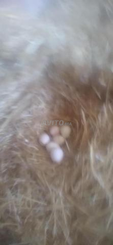 منزل جديد من دجاجة لعندك - 2