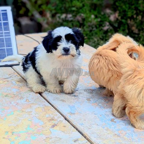 Bichon Havanais - 2