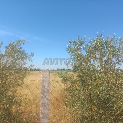 2 hectares pour construction de villa - 2