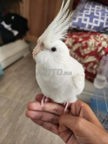 2 كالوبسيت - 2