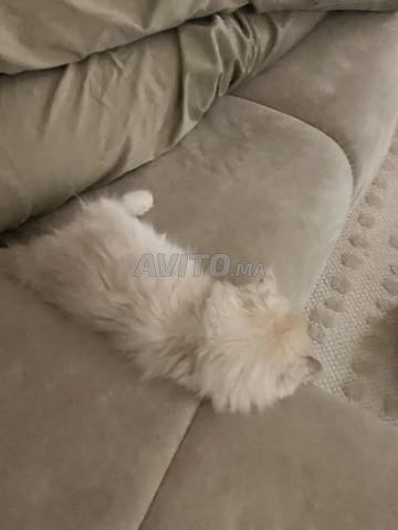 chaton persan - 2