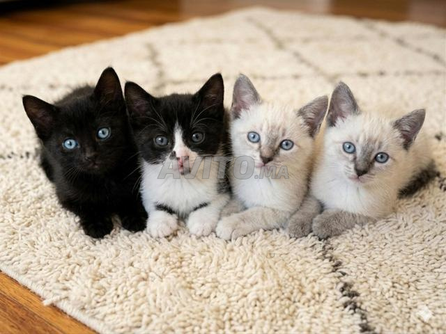 Magnifiques chatons siamois royaux authentiques à vendre