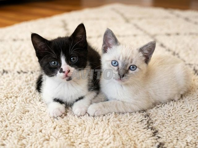 Magnifiques chatons siamois royaux authentiques à vendre - 2