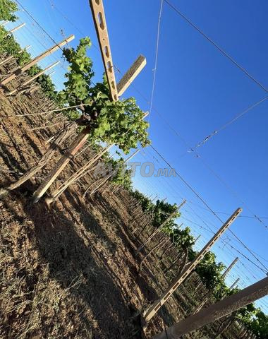 Vignoble productif (pergola) - 2