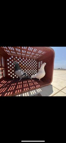 زوج حمام للبيع - 2
