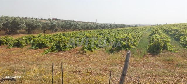Terrain titre 5ha Oum Sallat Tiflet - 2
