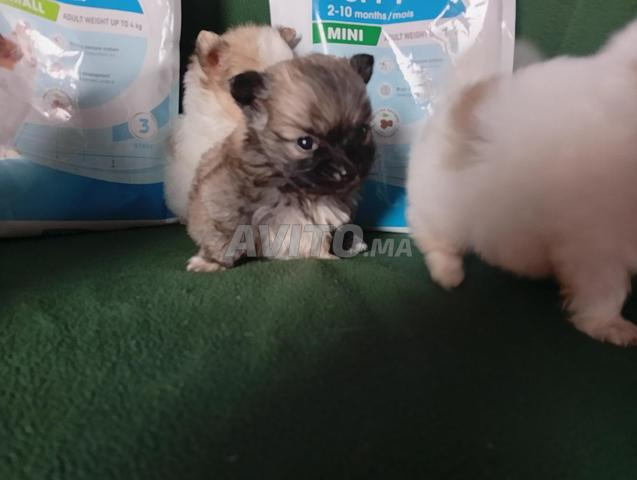 Chiot Spitz Pomeranian - 2