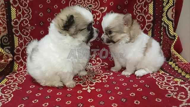 جرو سبيتز بومراني - 2