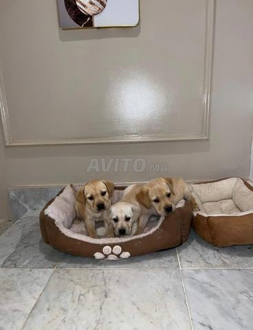Chiot Labrador