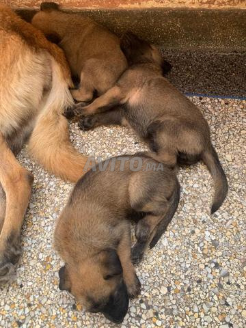 Chiots Malinois à vendre - 2