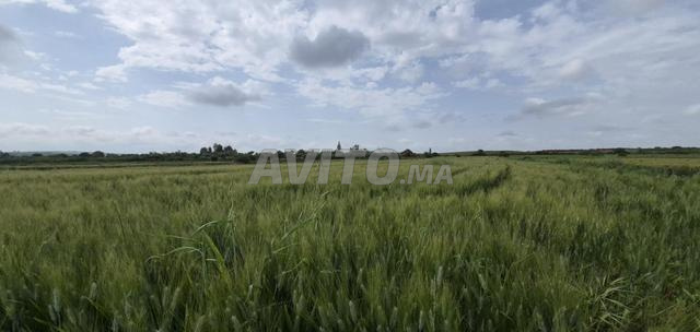 Terrain de 4,34 hectares entre Fès et El Hajeb - 2