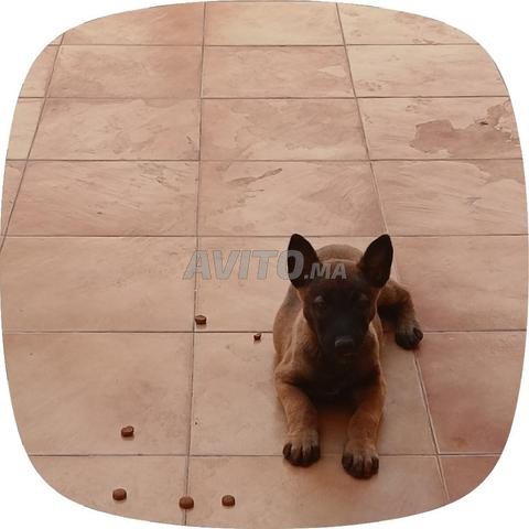 Malinois femelle de 3 mois, noir et feu